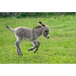 Donkey Foal - Schleich 13746 